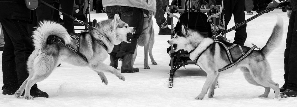 Люди, собаки, гонки
