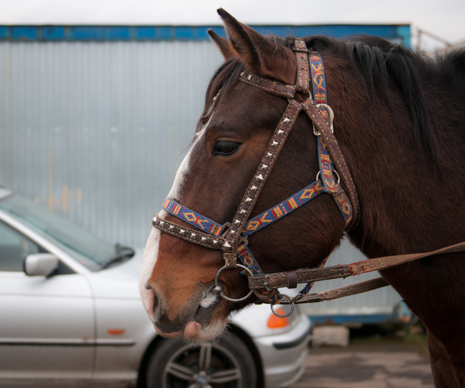 Лошадиные силы